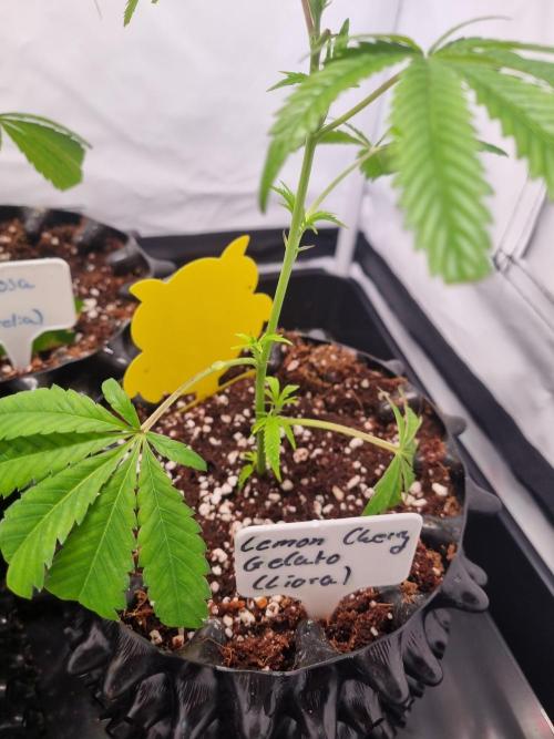 Lemon Cherry Gelato (Liora). Week 1
