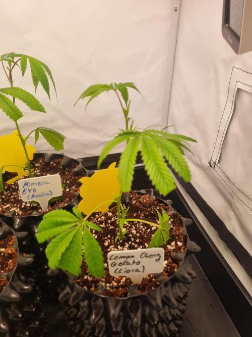 Lemon Cherry Gelato (Liora). Week 1