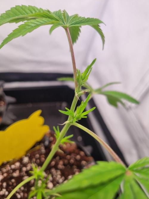 Lemon Cherry Gelato (Liora). Week 1