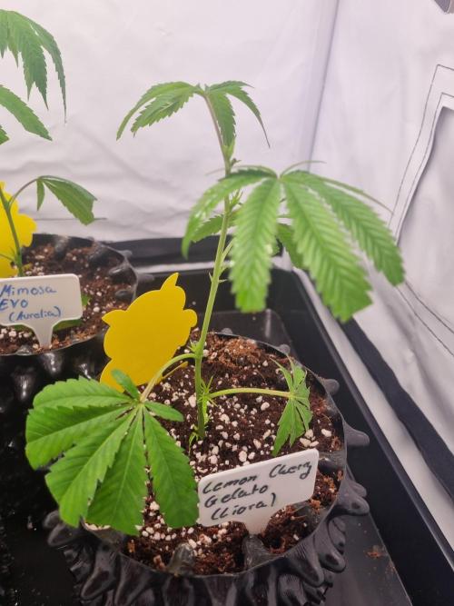 Lemon Cherry Gelato (Liora). Week 1