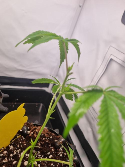 Lemon Cherry Gelato (Liora). Week 1