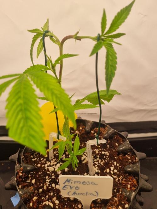 Mimosa Evo (Aurelia). Week 1
