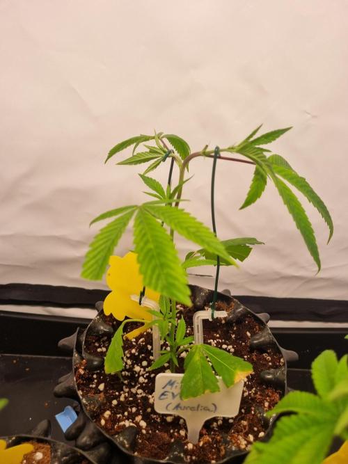 Mimosa Evo (Aurelia). Week 1