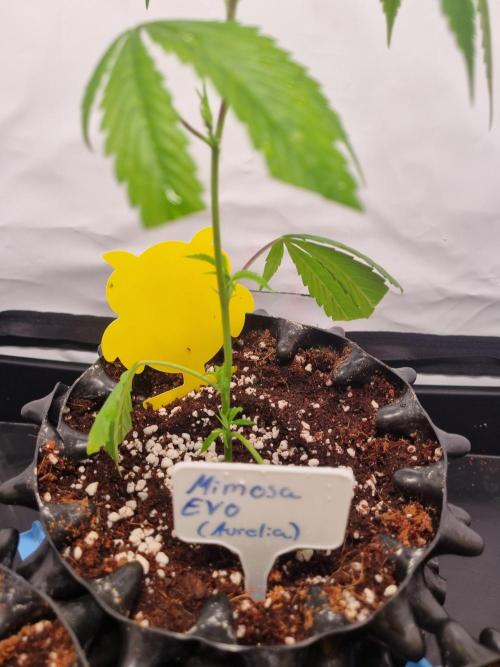 Mimosa Evo (Aurelia). Week 1