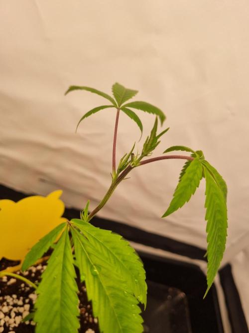 Mimosa Evo (Aurelia). Week 1