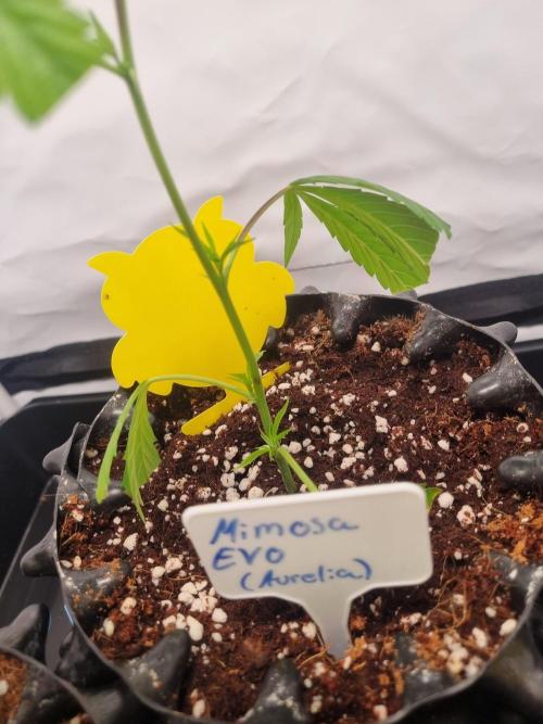 Mimosa Evo (Aurelia). Week 1
