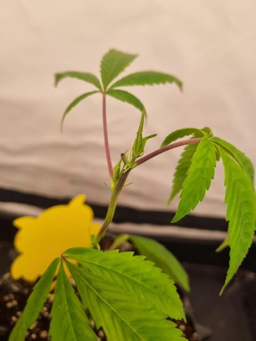 Mimosa Evo (Aurelia). Week 1