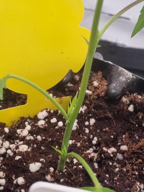 Mimosa Evo (Aurelia). Week 1