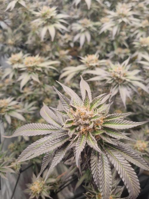 Bruce Banner | Steckling. Week 1