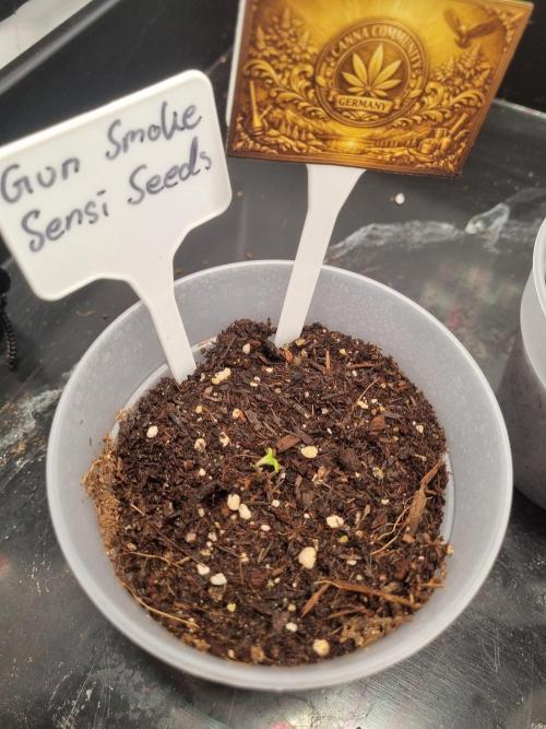 CCG SS Projects. Week 0