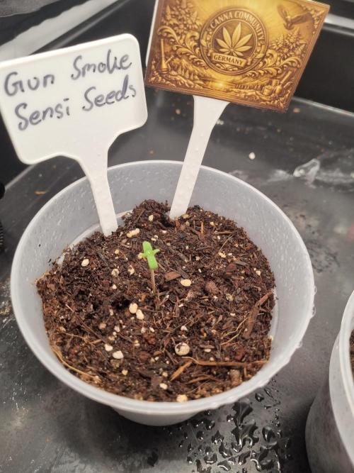 CCG SS Projects. Week 0