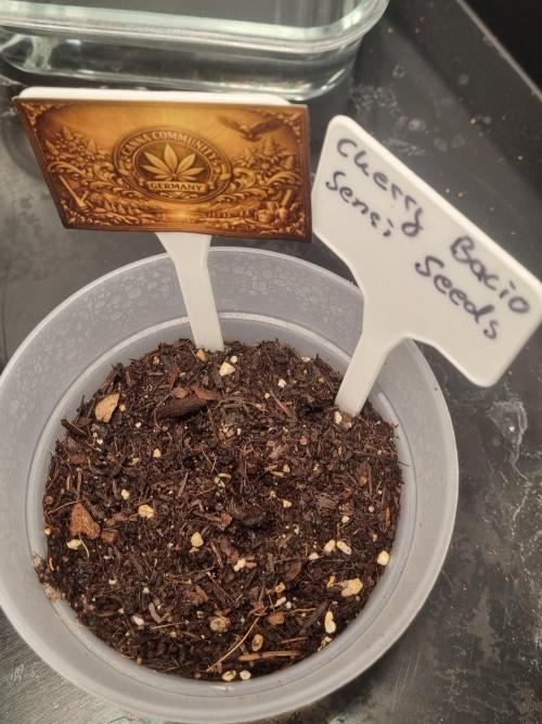 CCG SS Project. Week 0