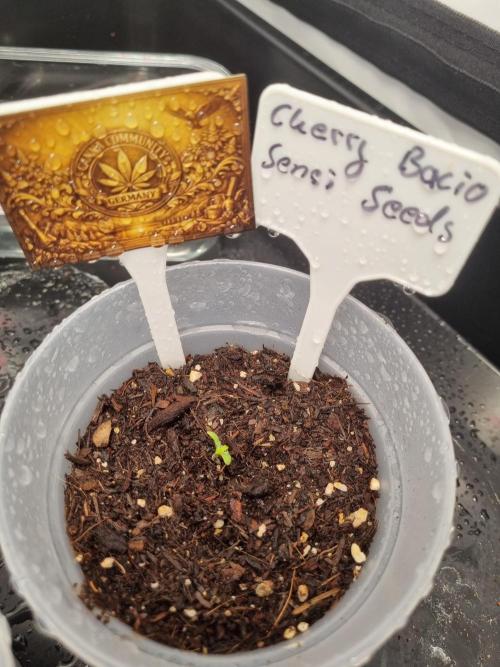 CCG SS Project. Week 0