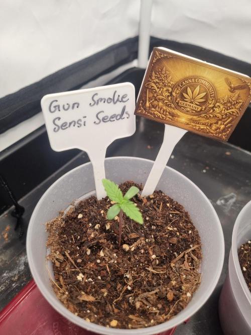 Gun Smoke . Week 1