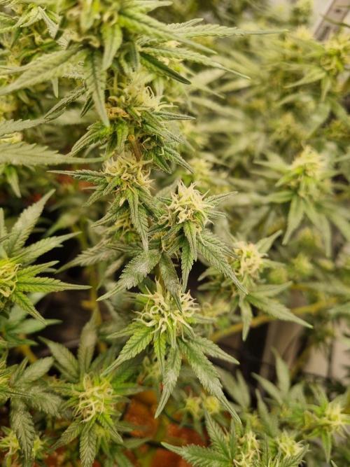 Candy Store | Steckling . Week 8