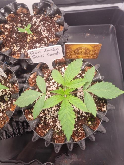 CCG SS Projects. Week 2