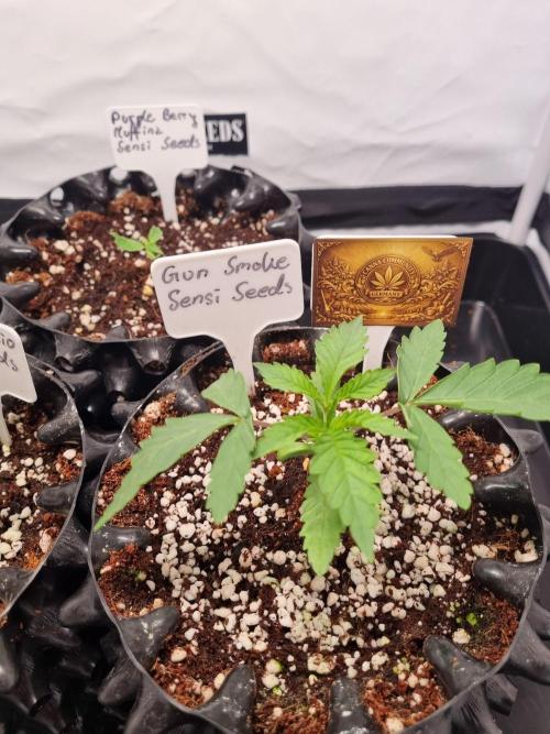 CCG SS Projects. Week 2