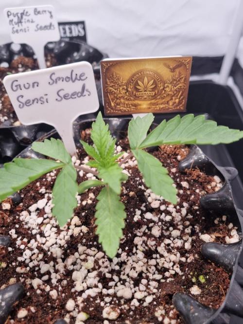 CCG SS Projects. Week 2