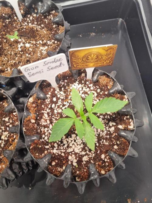 CCG SS Projects. Week 2