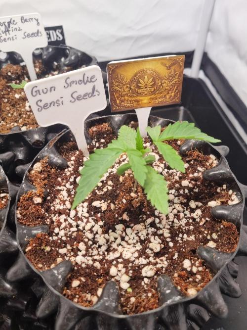 CCG SS Projects. Week 2