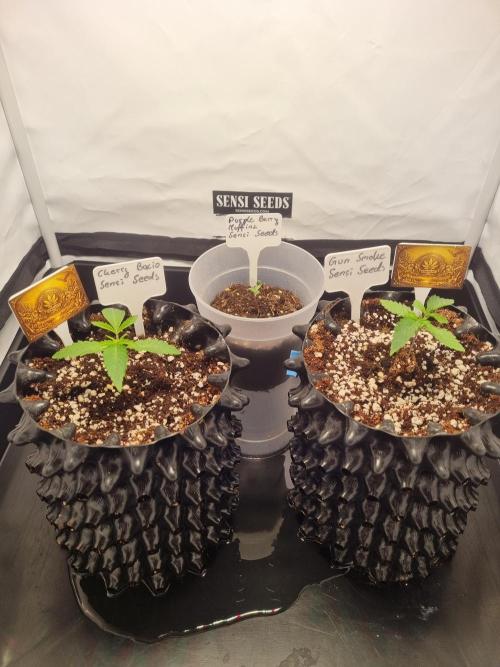CCG SS Projects. Week 2