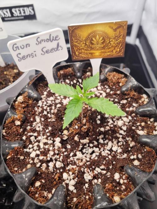CCG SS Projects. Week 2