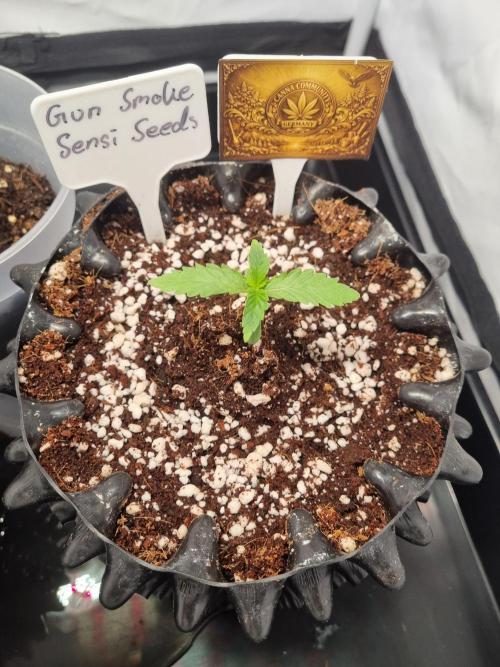 CCG SS Projects. Week 2