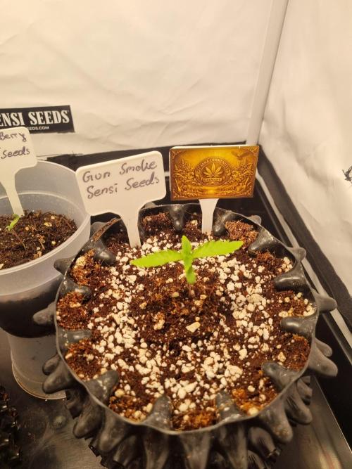 CCG SS Projects. Week 2