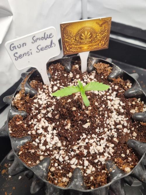 CCG SS Projects. Week 2