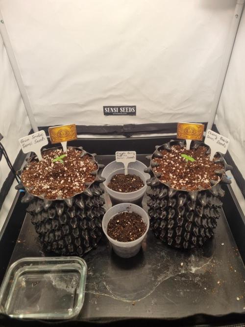 CCG SS Projects. Week 2