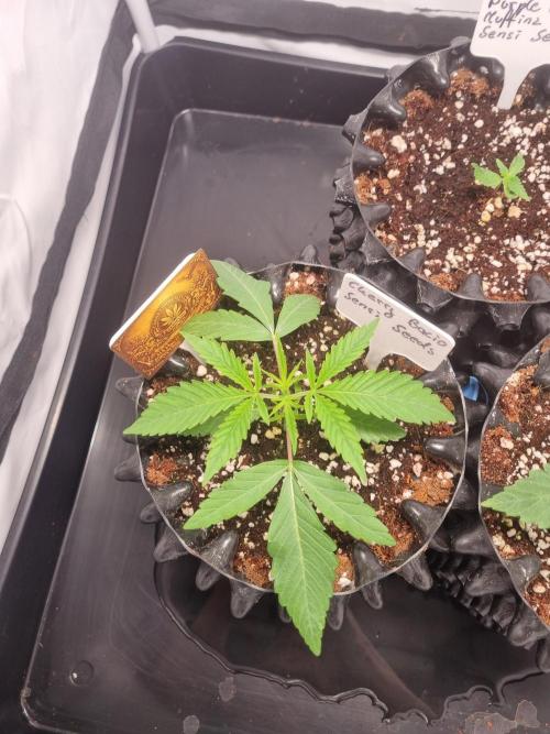 CCG SS Project. Week 2