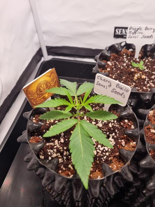 CCG SS Project. Week 2