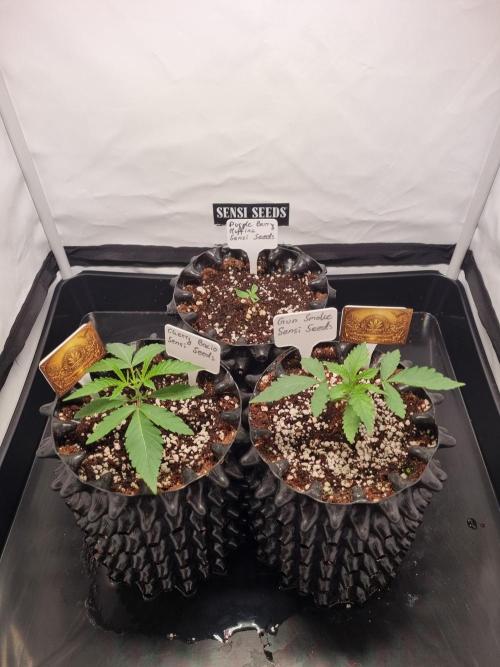 CCG SS Project. Week 2