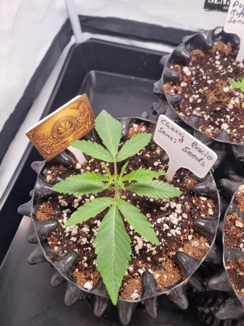 CCG SS Project. Week 2