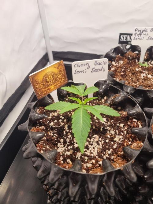 CCG SS Project. Week 2