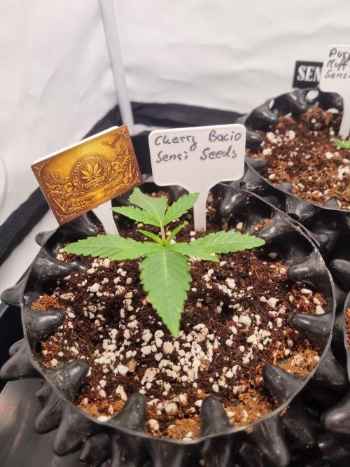 CCG SS Project. Week 2