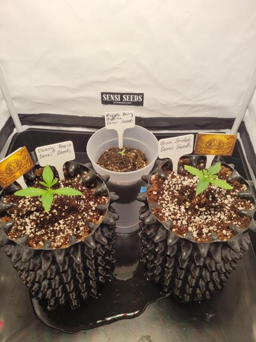 CCG SS Project. Week 2