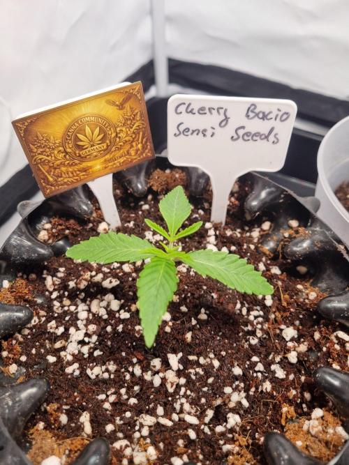 CCG SS Project. Week 2