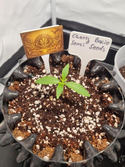 CCG SS Project. Week 2