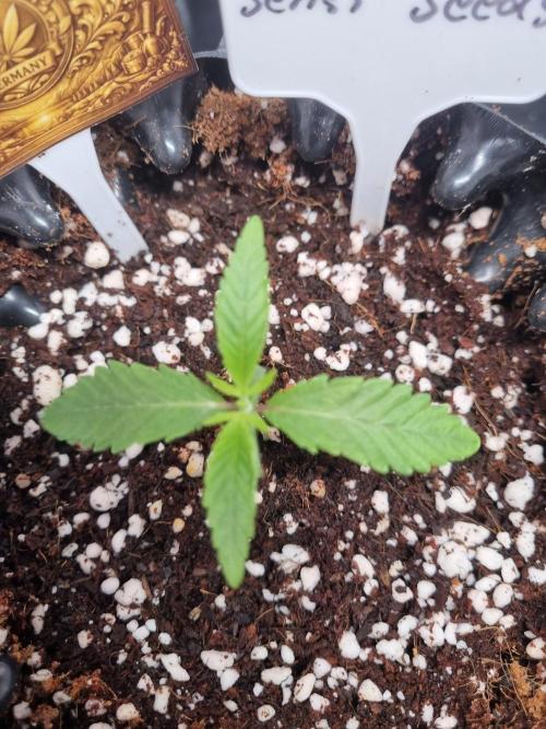 CCG SS Project. Week 2