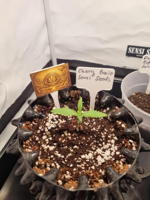 CCG SS Project. Week 2
