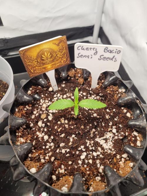 CCG SS Project. Week 2