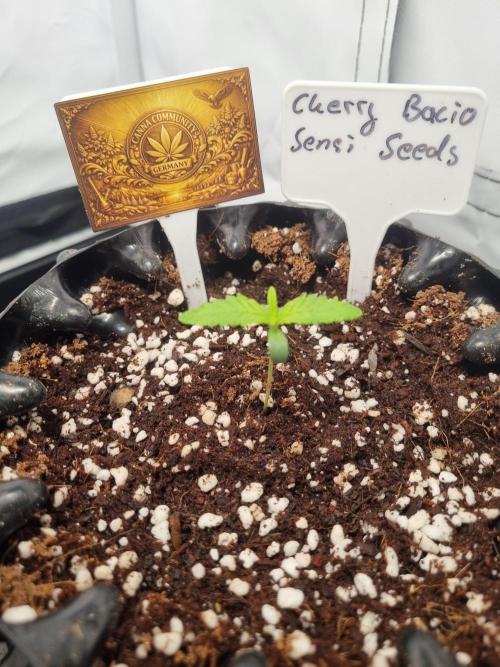 CCG SS Project. Week 2