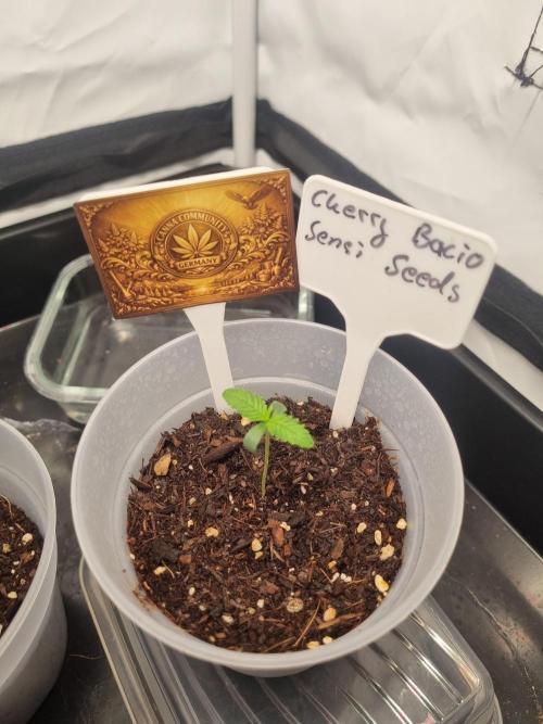 CCG SS Project. Week 2