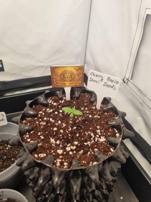 CCG SS Project. Week 2