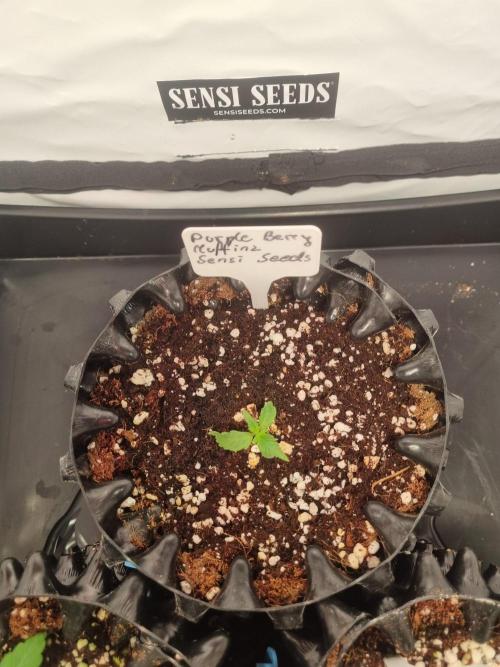 CCG SS Projects. Week 1
