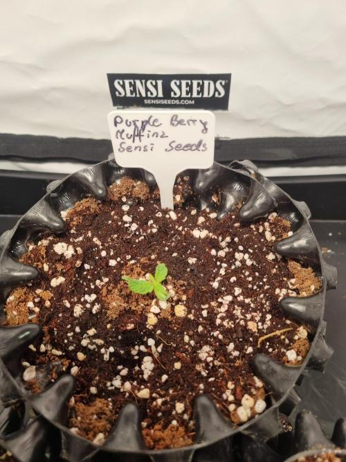 CCG SS Projects. Week 1