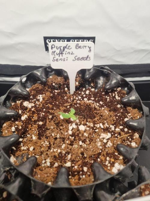 CCG SS Projects. Week 1