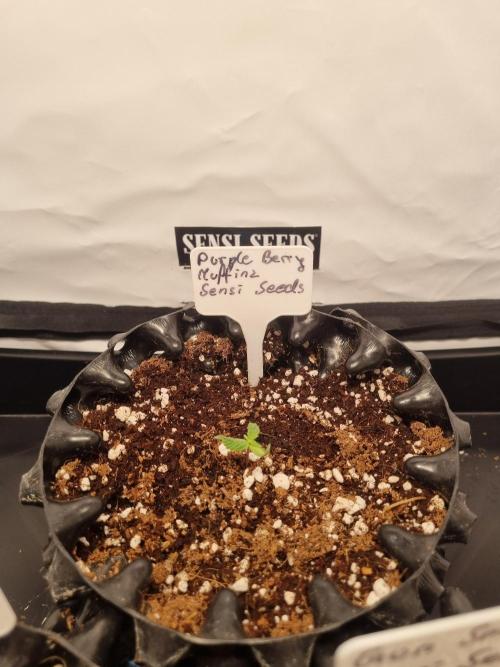 CCG SS Projects. Week 1
