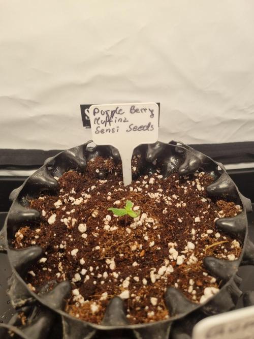 CCG SS Projects. Week 1